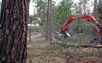 CommunityForestry.jpg