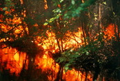 alfire1.jpg