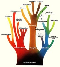 archaea-tree-woese.jpg