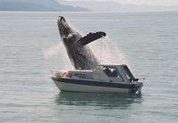 breachedwhale.jpg