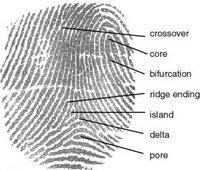 fingerprint_definition.jpg