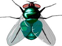 gadfly.jpg