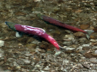 salmon.jpg