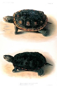 turtles.jpg