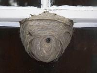 wasp nest on window